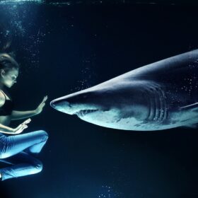 woman, shark, great white shark-2435605.jpg